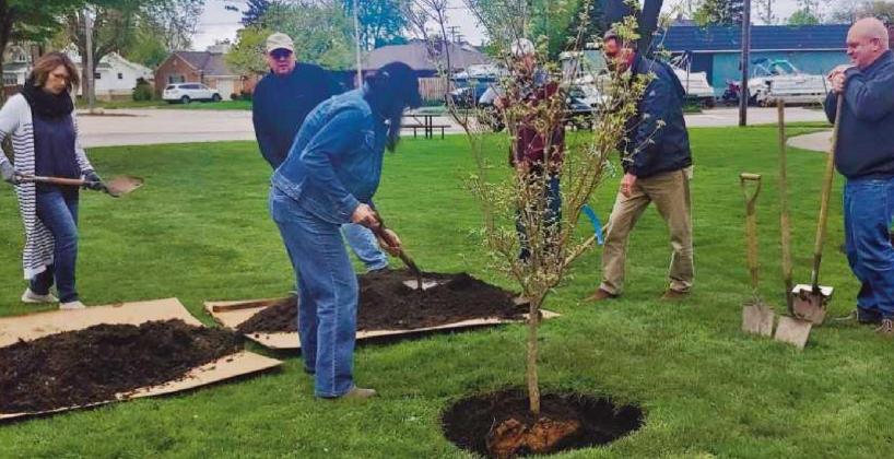 Tree planted at city hall to celebrate Arbor Day